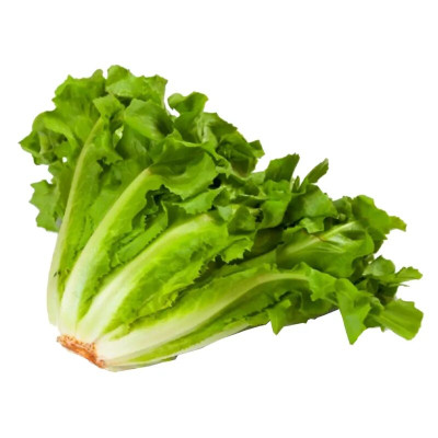 CHICORIA - CX C/ 18 UNIDADES