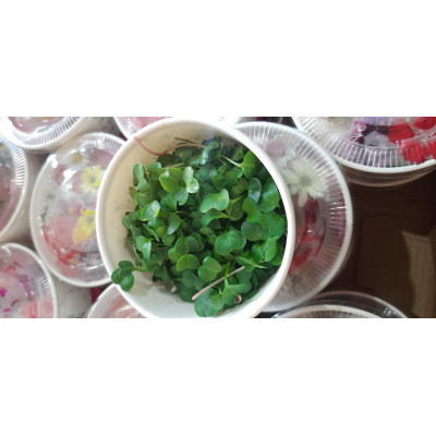 MICROVERDES - BANDEJA 30G