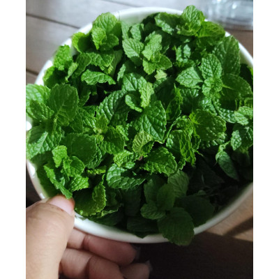 HORTELA - POTE 100G
