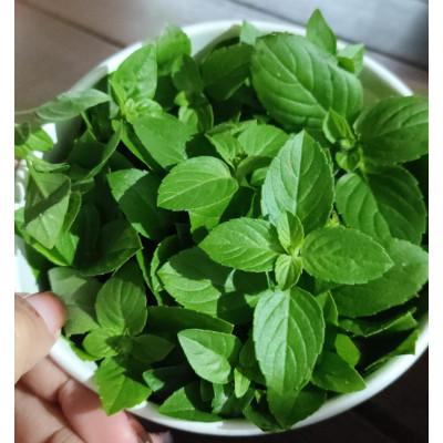 MANJERICAO VERDE - POTE 100G