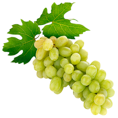 UVA THOMPSON - CX 10 BANDEJAS