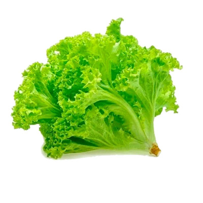 ALFACE CRESPA HIDROPONICA - UNIDADE