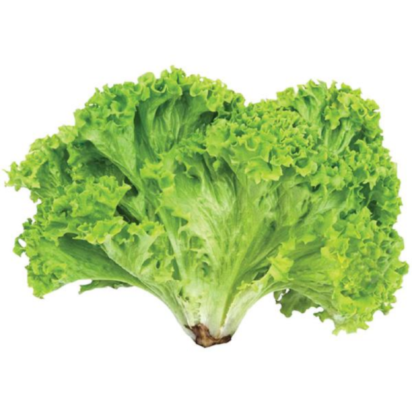 ALFACE CRESPA COMUM - CX C/ 18 UNIDADES