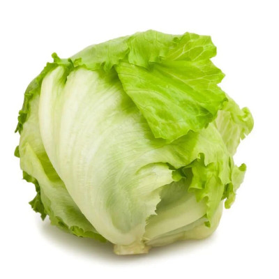 ALFACE AMERICANA - CX C/ 15 UNIDADES